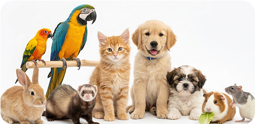 犬・猫・鳥・うさぎなど様々な動物たち